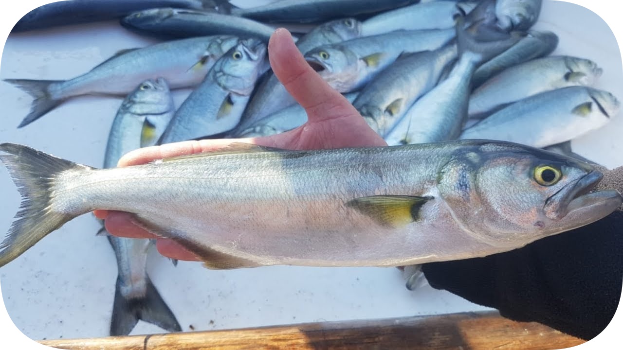 istanbul fishing